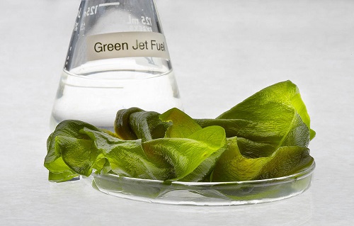 0dcd726b54 Algae fuel in a beaker